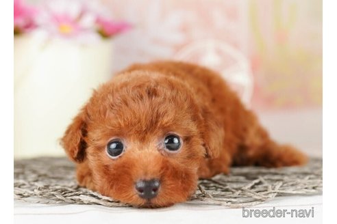 成約済の千葉県のタイニープードル-251087の1枚目