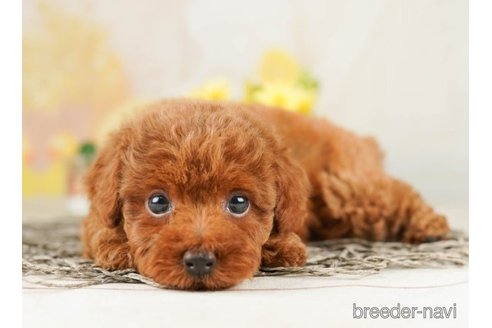 成約済の千葉県のトイプードル-251091の4枚目