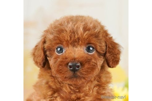 成約済の千葉県のトイプードル-251091の1枚目