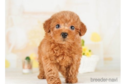 成約済の千葉県のトイプードル-251100の4枚目