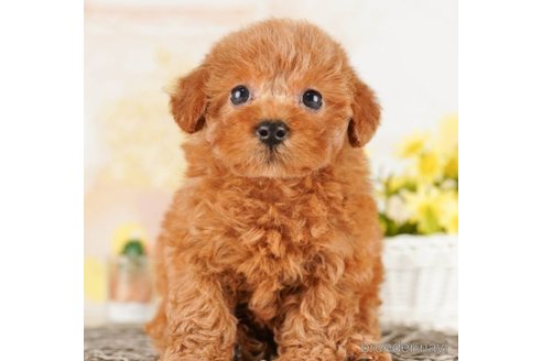 成約済の千葉県のトイプードル-251100の1枚目