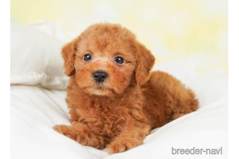 成約済の千葉県のトイプードル-251102の4枚目