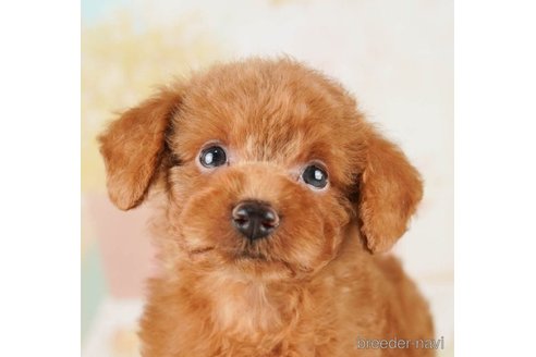 成約済の千葉県のトイプードル-251103の3枚目