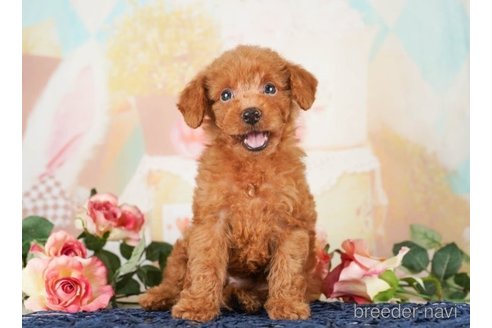 成約済の千葉県のトイプードル-251103の1枚目