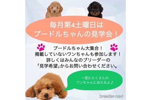 成約済の千葉県のトイプードル-251105の2枚目