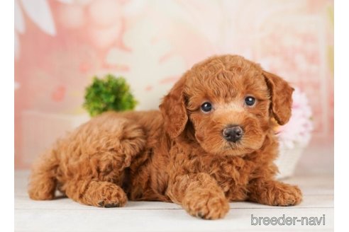 成約済の千葉県のトイプードル-251111の4枚目