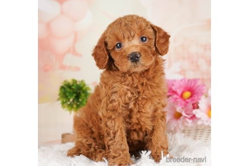 成約済の千葉県のトイプードル-251111の5枚目