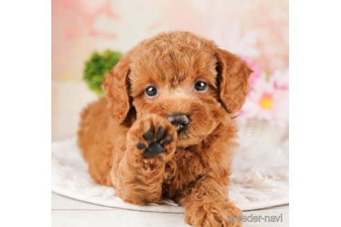 成約済の千葉県のトイプードル-251111