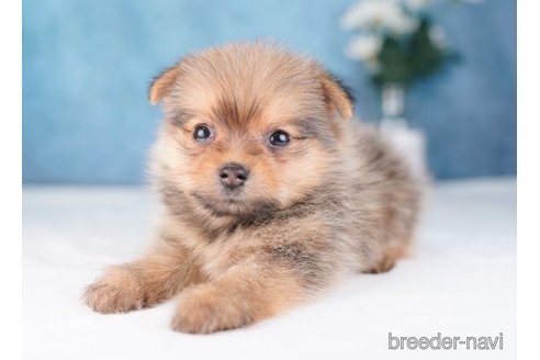 成約済の東京都のミックス犬-251134の1枚目