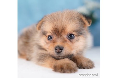 成約済の東京都のミックス犬-251134の3枚目