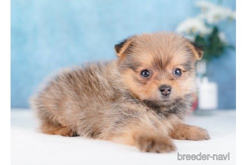 成約済の東京都のミックス犬-251134の4枚目