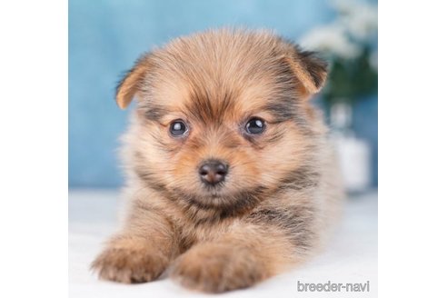 成約済の東京都のミックス犬-251134の5枚目