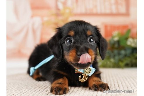 成約済の神奈川県のミニチュアダックスフンド(ロングヘアード)-251147の4枚目