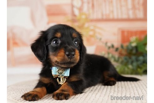 成約済の神奈川県のミニチュアダックスフンド(ロングヘアード)-251147の5枚目