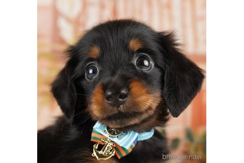 成約済の神奈川県のミニチュアダックスフンド(ロングヘアード)-251147の6枚目