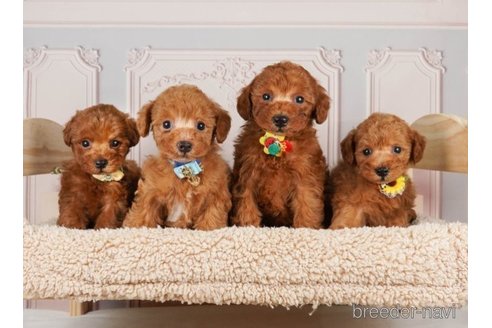 成約済の神奈川県のトイプードル-251148の3枚目