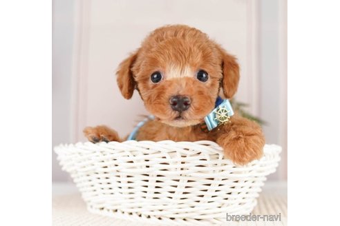 成約済の神奈川県のトイプードル-251148の4枚目