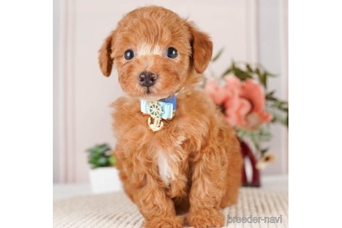 成約済の神奈川県のトイプードル-251148の5枚目