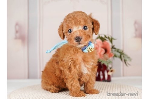 成約済の神奈川県のトイプードル-251148の6枚目