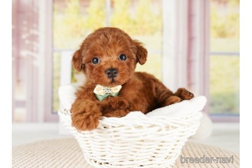 成約済の神奈川県のトイプードル-251149