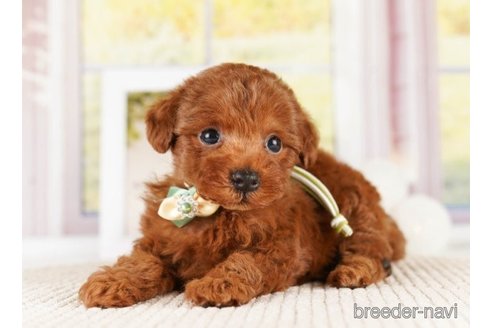 成約済の神奈川県のトイプードル-251149の2枚目