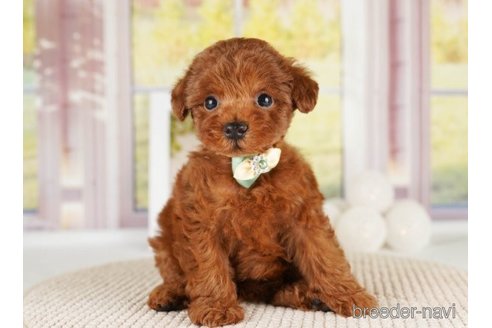 成約済の神奈川県のトイプードル-251149の3枚目