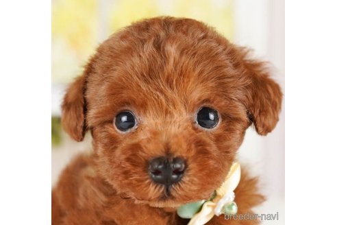 成約済の神奈川県のトイプードル-251149の4枚目