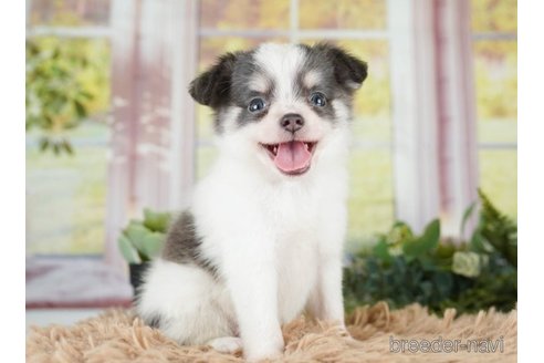 成約済の神奈川県のチワワ(ロングコート)-251150