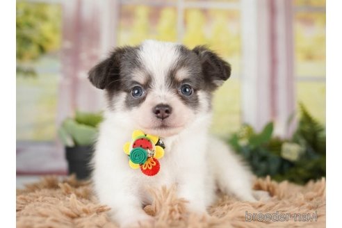 成約済の神奈川県のチワワ(ロングコート)-251150の2枚目