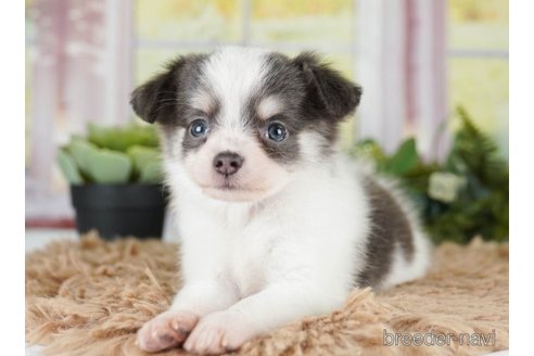 成約済の神奈川県のチワワ(ロングコート)-251150の5枚目