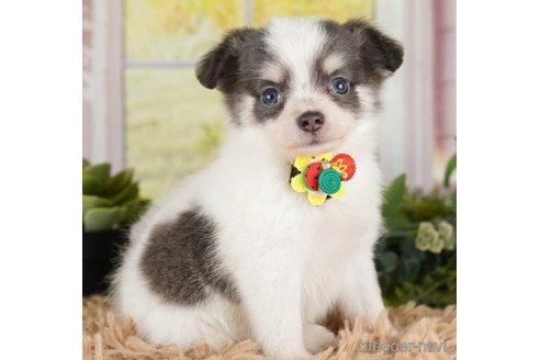 成約済の神奈川県のチワワ(ロングコート)-251150の4枚目