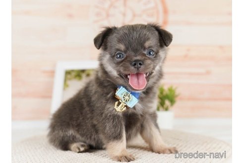 成約済の神奈川県のチワワ(ロングコート)-251151の5枚目