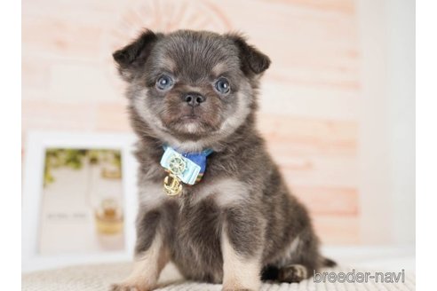 成約済の神奈川県のチワワ(ロングコート)-251151の6枚目