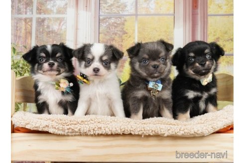 成約済の神奈川県のチワワ(ロングコート)-251151の3枚目