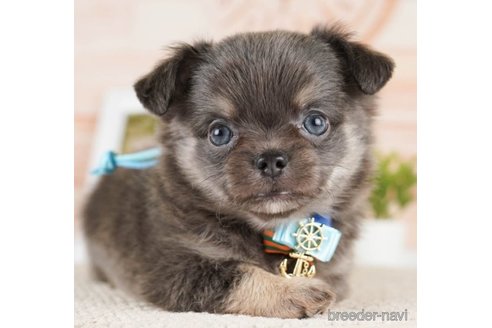 成約済の神奈川県のチワワ(ロングコート)-251151の4枚目