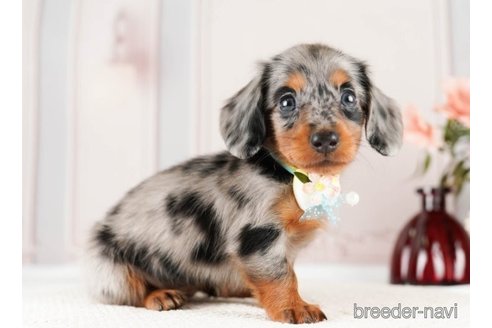 成約済の神奈川県のミニチュアダックスフンド(ロングヘアード)-251152の3枚目