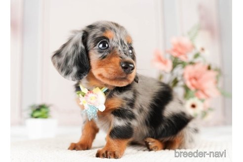 成約済の神奈川県のミニチュアダックスフンド(ロングヘアード)-251152の4枚目