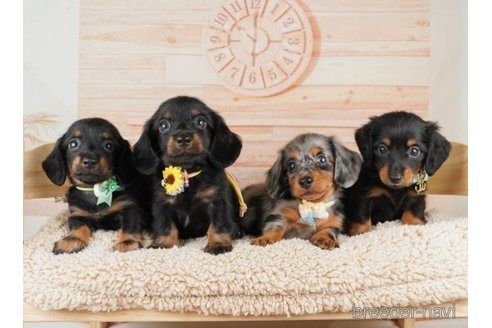 成約済の神奈川県のミニチュアダックスフンド(ロングヘアード)-251152の5枚目