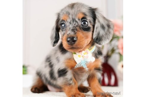 成約済の神奈川県のミニチュアダックスフンド(ロングヘアード)-251152の6枚目