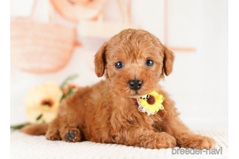 成約済の神奈川県のトイプードル-251153の1枚目