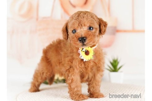 成約済の神奈川県のトイプードル-251153の2枚目