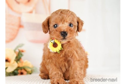 成約済の神奈川県のトイプードル-251153の3枚目