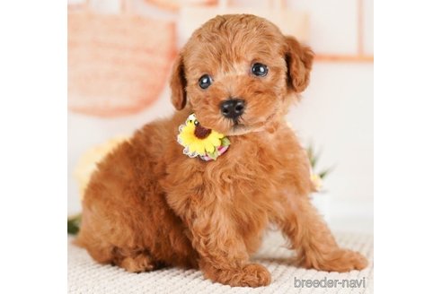 成約済の神奈川県のトイプードル-251153の4枚目