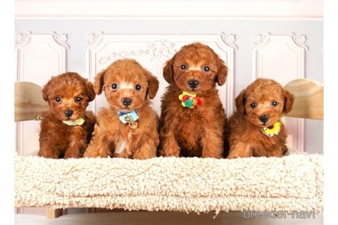 成約済の神奈川県のトイプードル-251153の5枚目