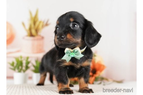 成約済の神奈川県のミニチュアダックスフンド(ロングヘアード)-251155の3枚目