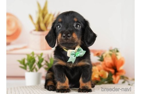 成約済の神奈川県のミニチュアダックスフンド(ロングヘアード)-251155の4枚目
