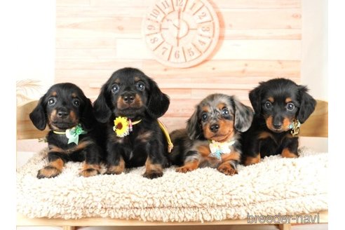 成約済の神奈川県のミニチュアダックスフンド(ロングヘアード)-251155の5枚目