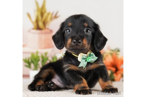 成約済の神奈川県のミニチュアダックスフンド(ロングヘアード)-251155の6枚目