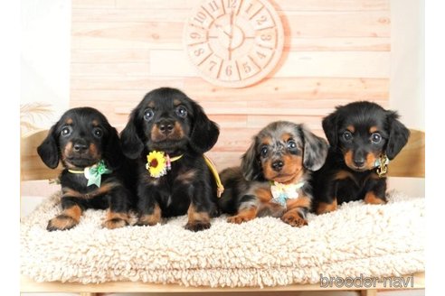 成約済の神奈川県のミニチュアダックスフンド(ロングヘアード)-251156の3枚目