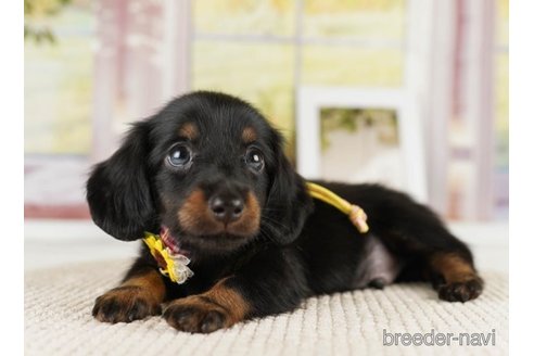 成約済の神奈川県のミニチュアダックスフンド(ロングヘアード)-251156の4枚目